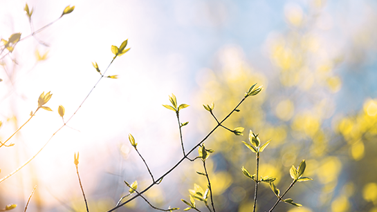 Nahaufnahme grüne Zweige im Frühling